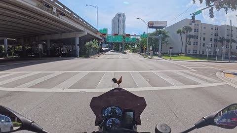 Law-abiding Rooster At Red Light