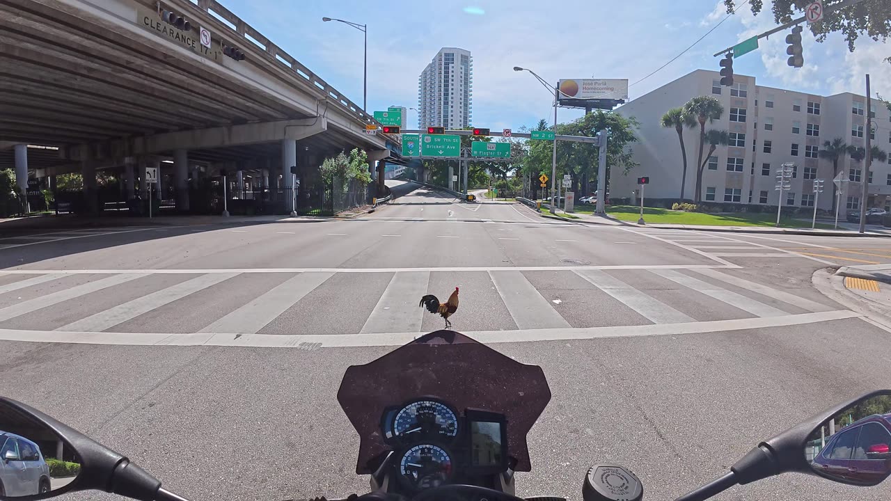 Law-abiding Rooster At Red Light