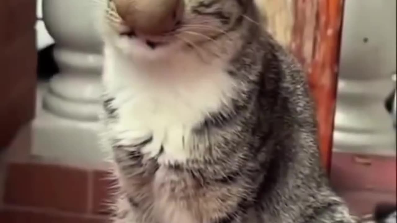 Animal funny video 46