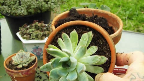 Potting Up a Succulent Garden