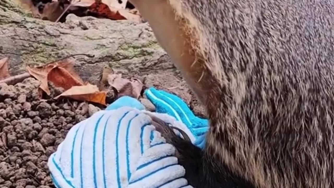 A pregnant Honey badger _ animals _ love _ shorts