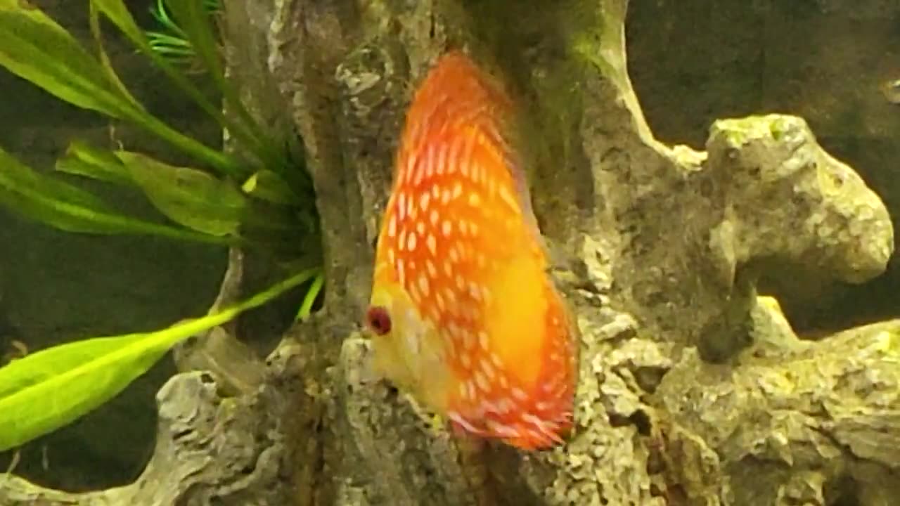 Update on Aquarium Progress.