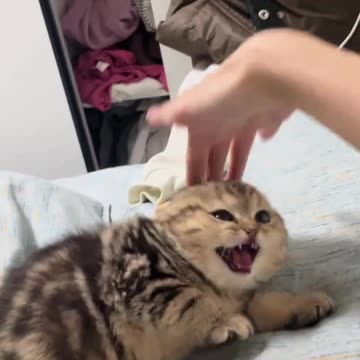 The Weak Little Butt # Mischievous Cat