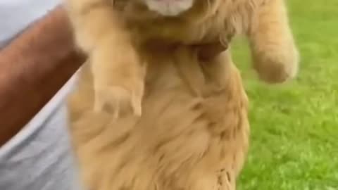 Funny animals