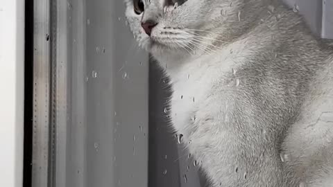 #cat #cats