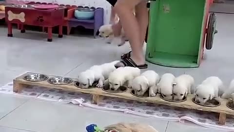 Cute puppies