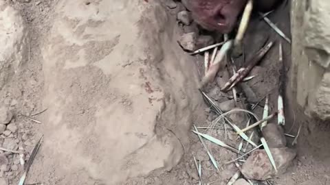 Dog got hurt badly by porcupine while hunting