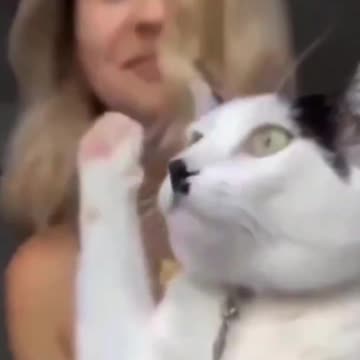 “A Cat That Looks Like Hitler?”