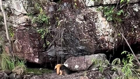 Little Anteater Fights To Cross Cola River