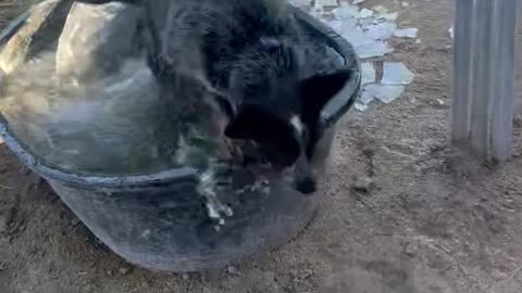 Bucket Ice Breaks Under Blue Heeler Weight