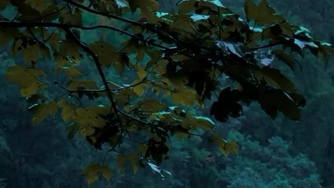 Rainy days