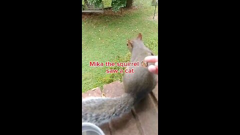 When Mika The Squirrel saw a cat 🐈😳
