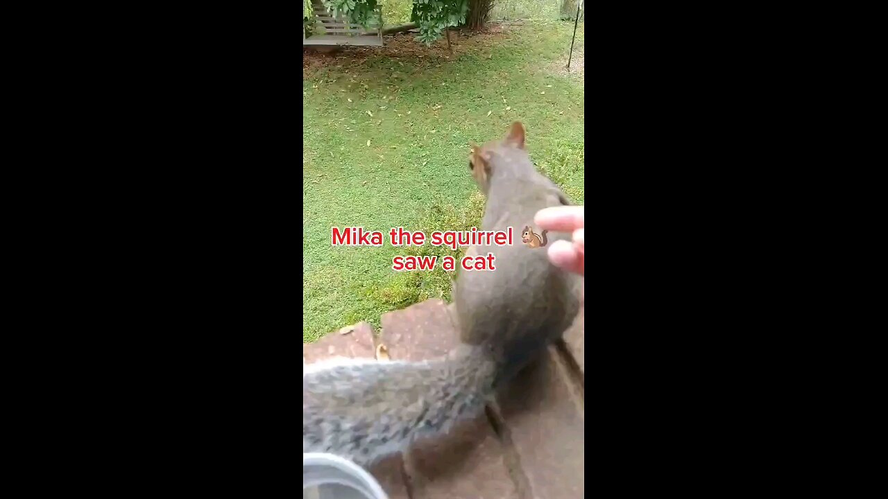 When Mika The Squirrel saw a cat 🐈😳