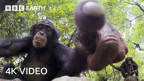 Spy Tortoise Adopted by Chimpanzee _ Spy in the Wild 4K UHD BBC Earth