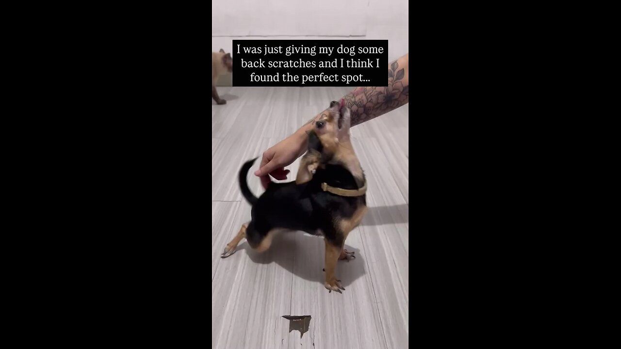 dog stretch