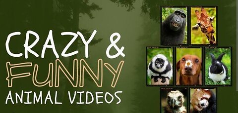 Funny animals of the year | follow for more