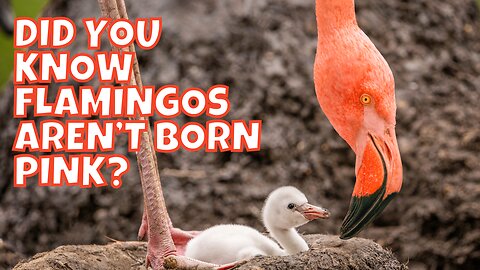 Did you know Flamingos aren't born pink?