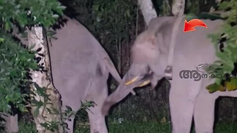 അരിക്കൊമ്പന്റെ പുതിയ ദൃശ്യങ്ങൾ _ Arikomban latest news _ Elephant attack video