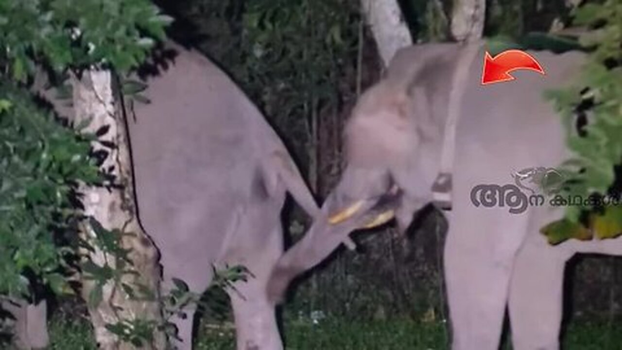അരിക്കൊമ്പന്റെ പുതിയ ദൃശ്യങ്ങൾ _ Arikomban latest news _ Elephant attack video