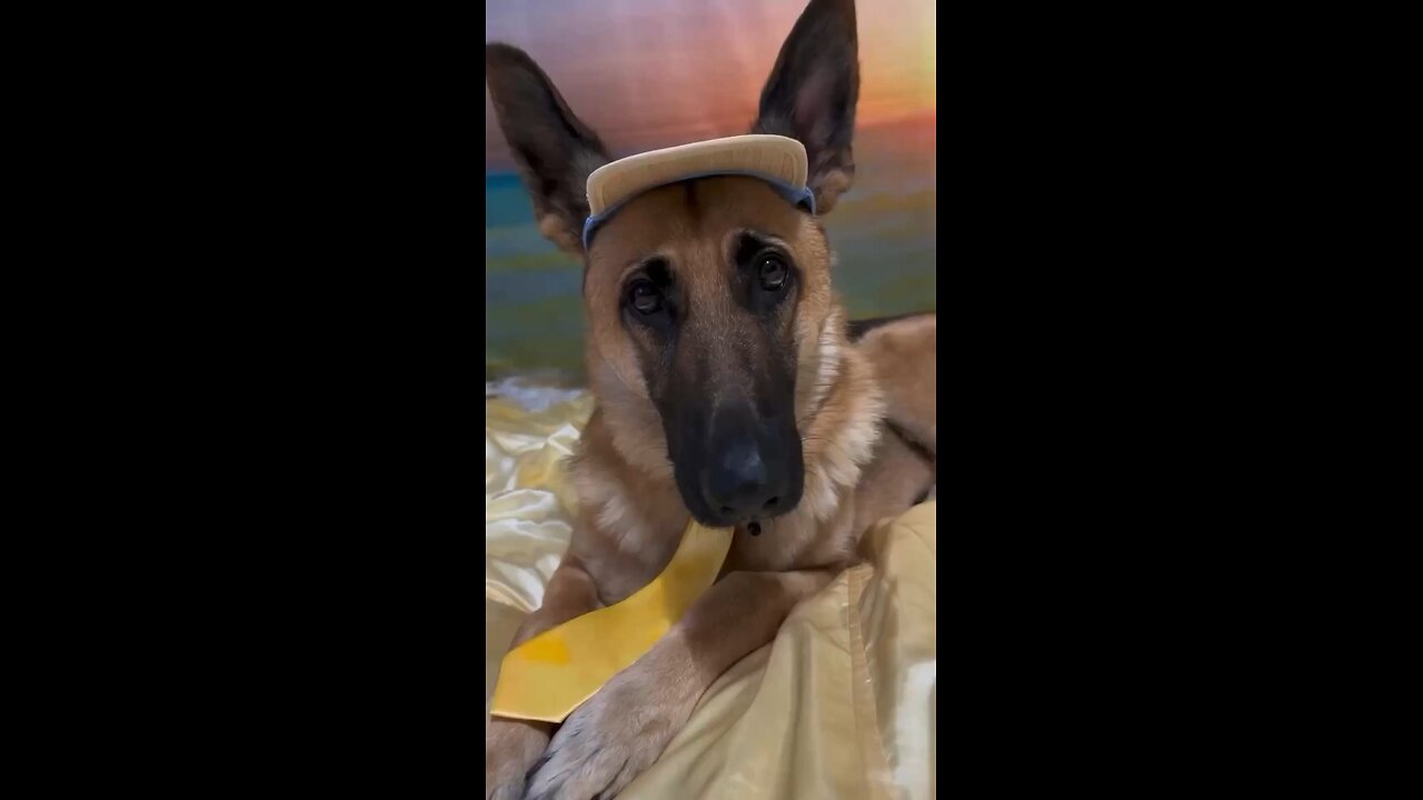 Funny German Shepherd 🤣🤣