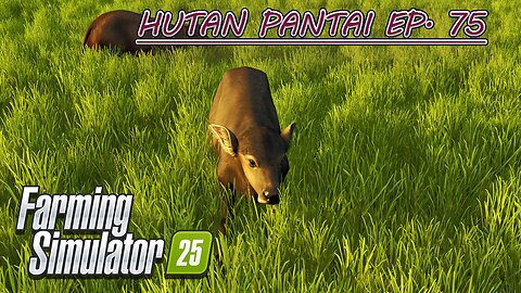 Placing a Cow Barn. Buying Water Buffalo. Stone Picking. | HUTAN PANTAI EP. 75 | Farming Simulator 25