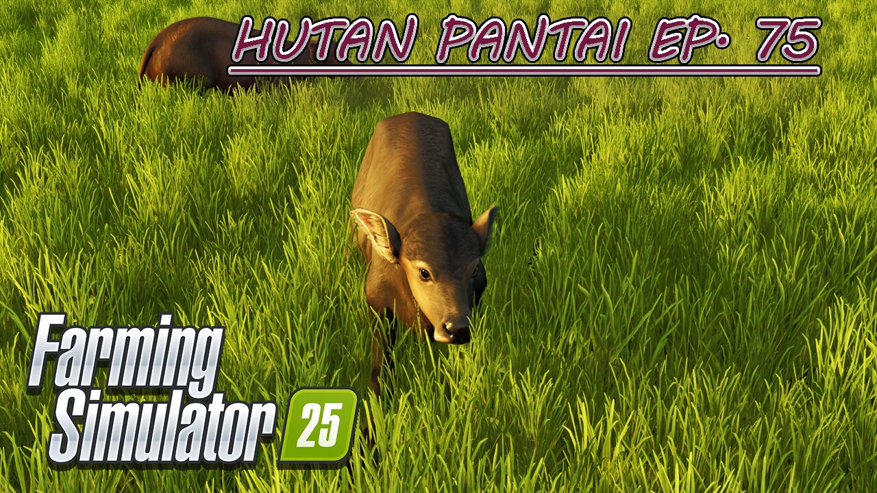 Placing a Cow Barn. Buying Water Buffalo. Stone Picking. |4k| HUTAN PANTAI EP. 75 | Farming Simulator 25