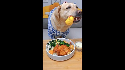 dog's eating Asmr