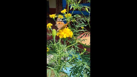 Butterfly Butterfly|Flower|Marigold|