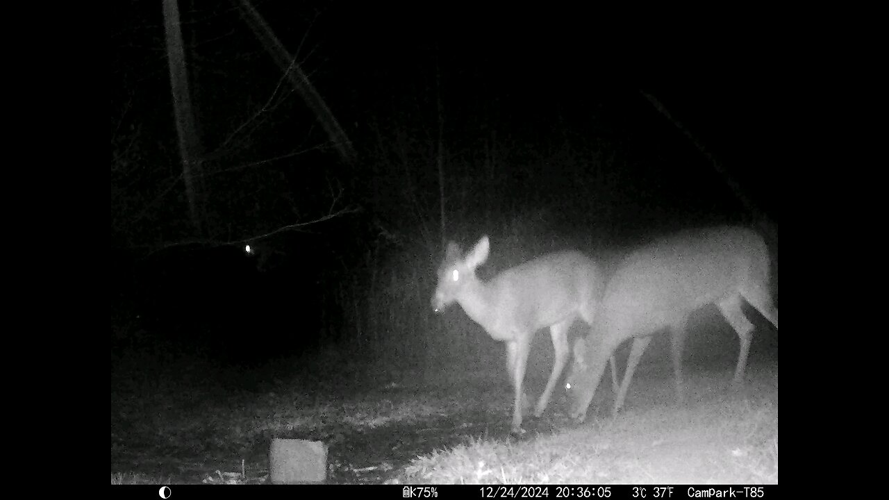 Deer Cam 12-24-2024 Deer in Rain