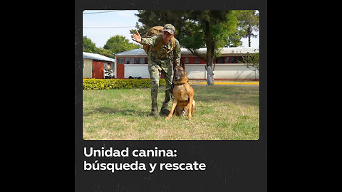 Perros de búsqueda y rescate en México