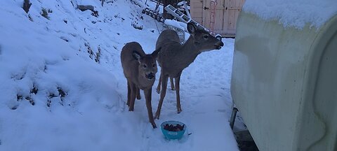 The deer enjoying some beets