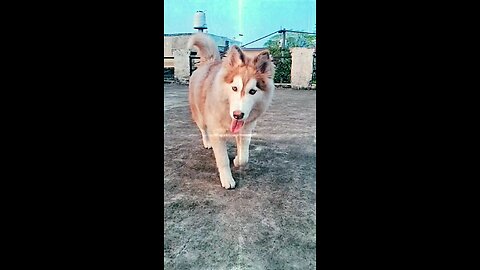 here's why husky is beautiful dog ever