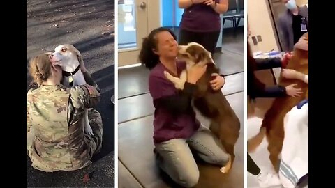 Dogs Reunited With Owners Compilation