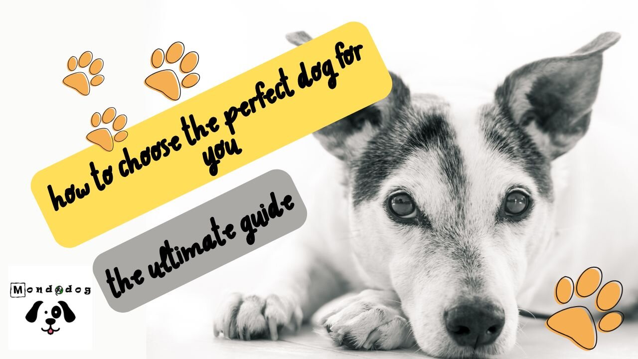 How to choose the perfect dog for you the ultimate guide