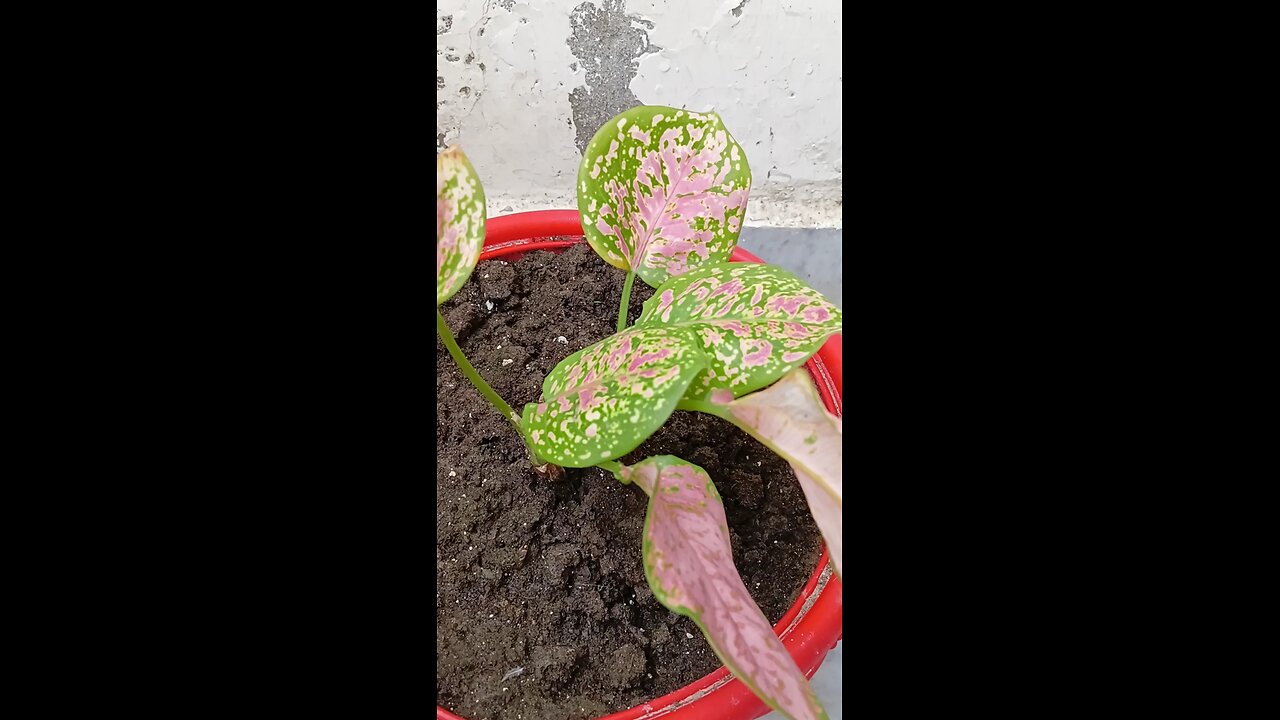 benefits of Greenkin Aglaonema Pink Anjamani Plant # Beauty of the world