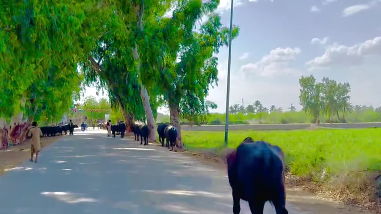 Village Life & Village Nature | Beautiful Rural Scenes of My Village | max RECORDS