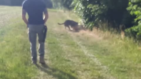 ROTTWEILER VS BELGIAN MALINOIS [1080p]