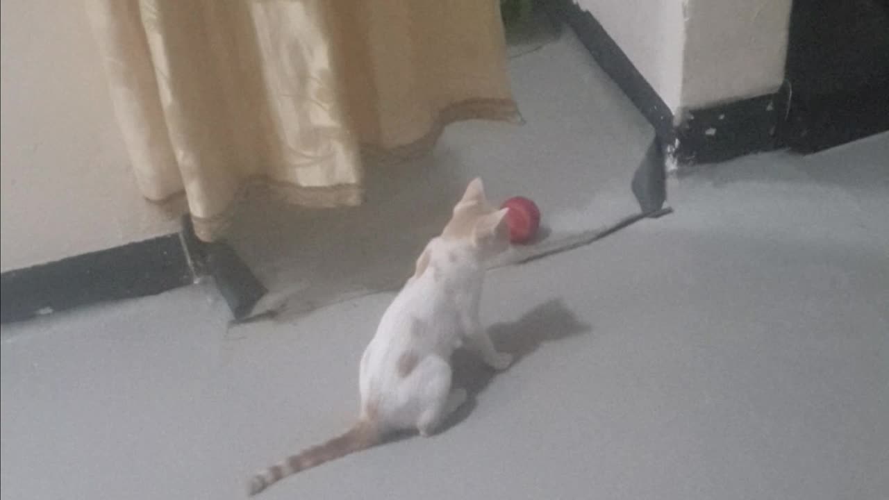 Arsenal fc to sign next mesy