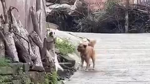 A true friend never leaves you behind | funny video | crazy clips