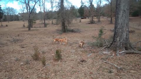 More Pasture Puppy Playtime