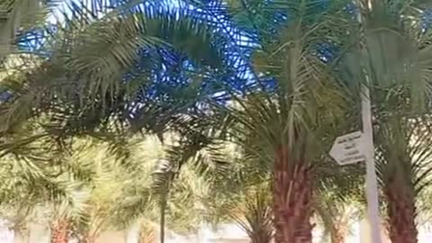 Beshak 💯♥️✨🕊️