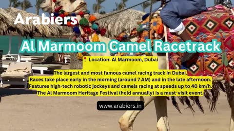 Top 5 Places to Experience Camel Races in Dubai: A Unique Desert Adventure