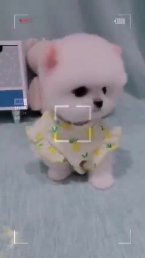 Cute teacup puppy bathing