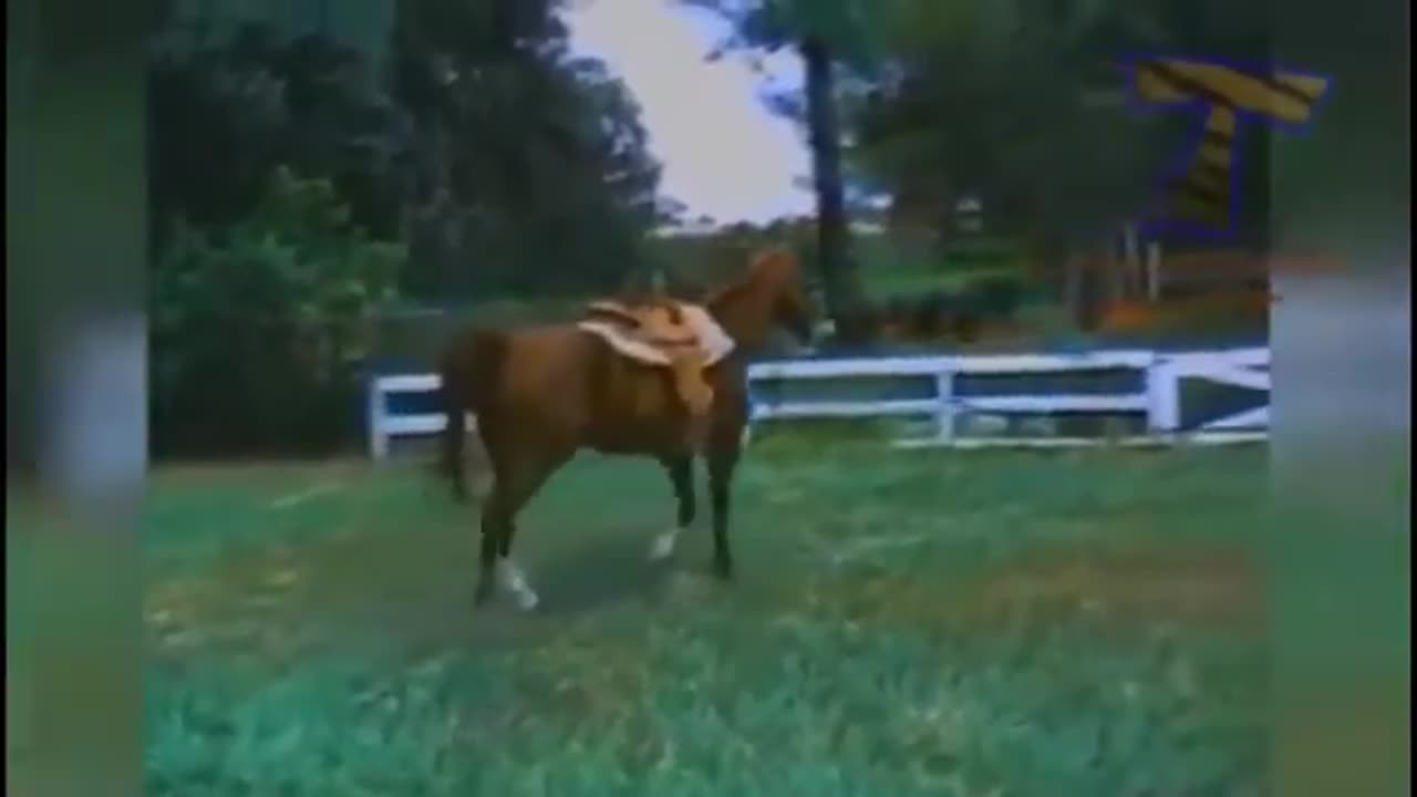 funny videos