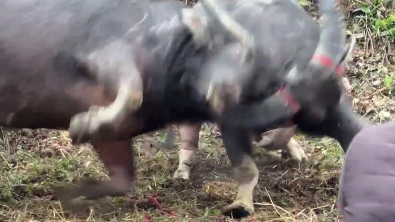 Rural Bullfighting Friendship Tournament