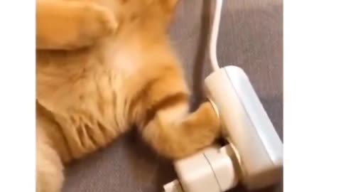 Orange cat activities after recharging 😂