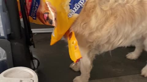 Golden Retriever Traps Head In Food Bag