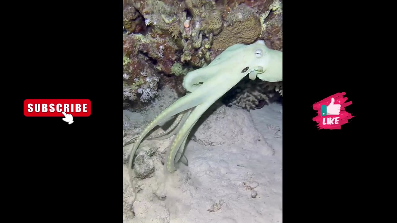 Nocturnal Octopus Displays Incognito Skills