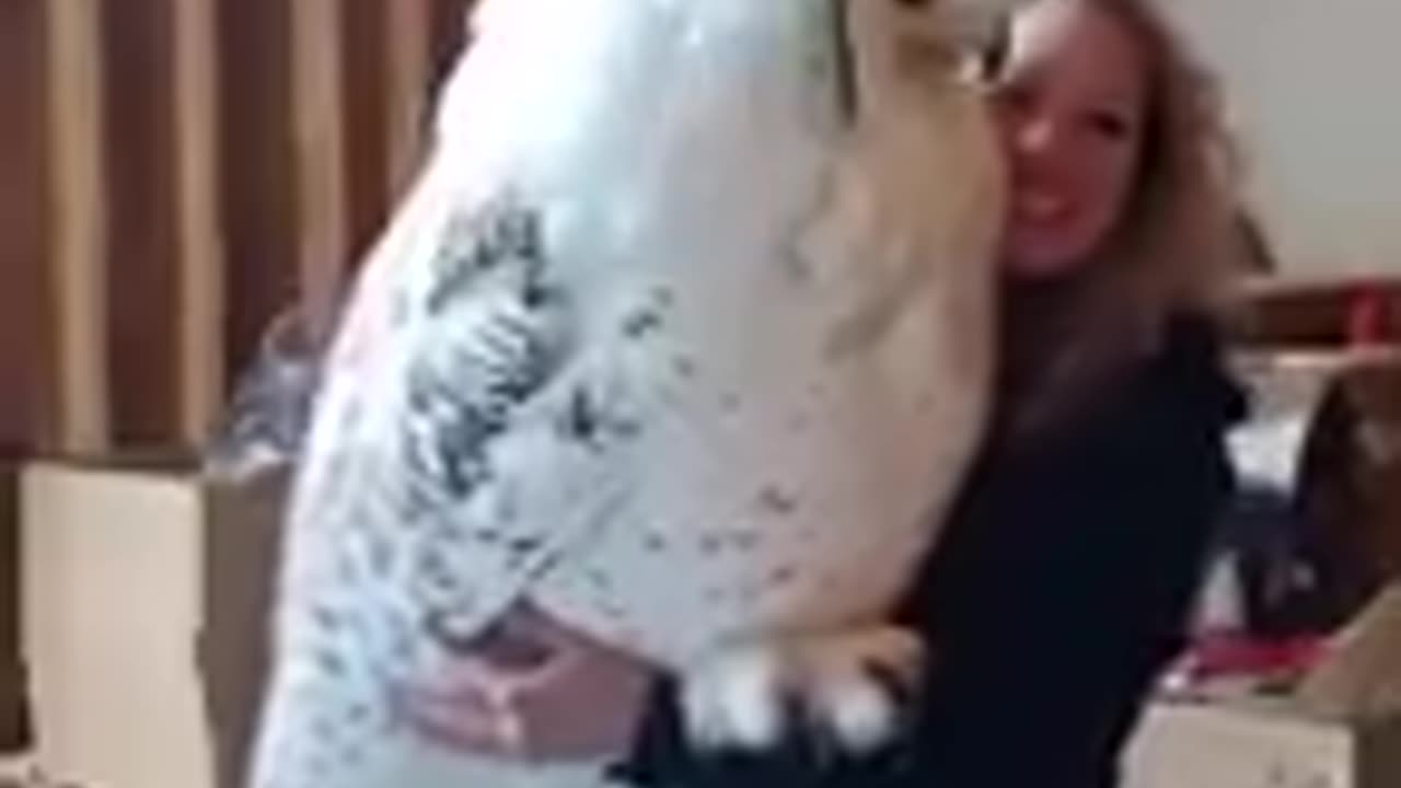 What is this owl??