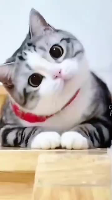 Funny Cute Cats 🤣🤣🤣